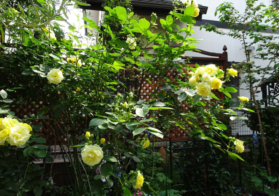 お庭の背景にラティスフェンス匠 Willベランダガーデン公式ブログ ベランダガーデニング 施工例日記