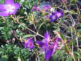紫の花木